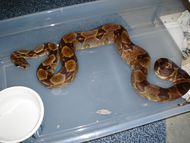 Gee line hypo 2003 male #pic