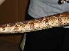 Tail shot of Gee Hypo