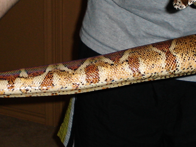 Tail shot of Gee Hypo