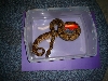 Gee Line Hypo male boa 2003