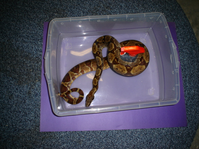 Gee Line Hypo male boa 2003