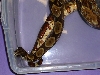 2003 Gee Line Male Hypo boa   "breeder"
