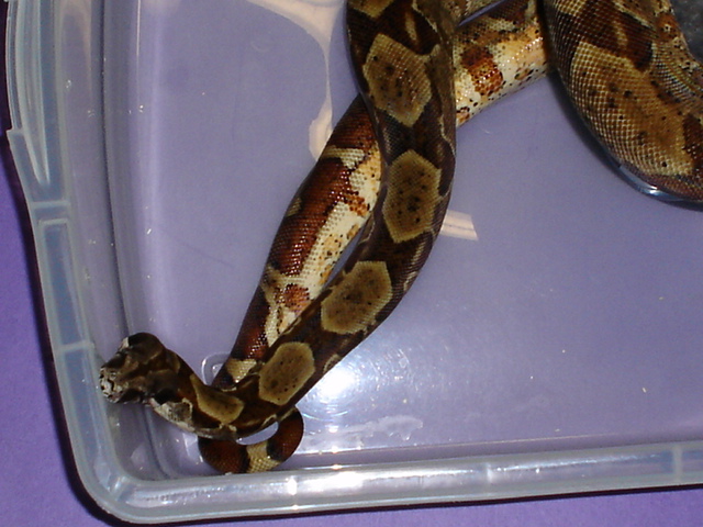 2003 Gee Line Male Hypo boa   "breeder"