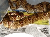 Breeder Hypo 03'