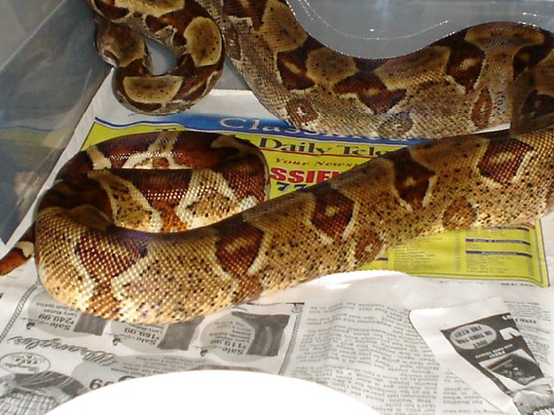 Breeder Hypo 03'
