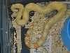 04 albino female
