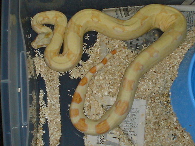 04 albino female