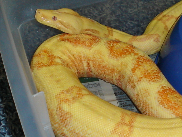04' sunglow female