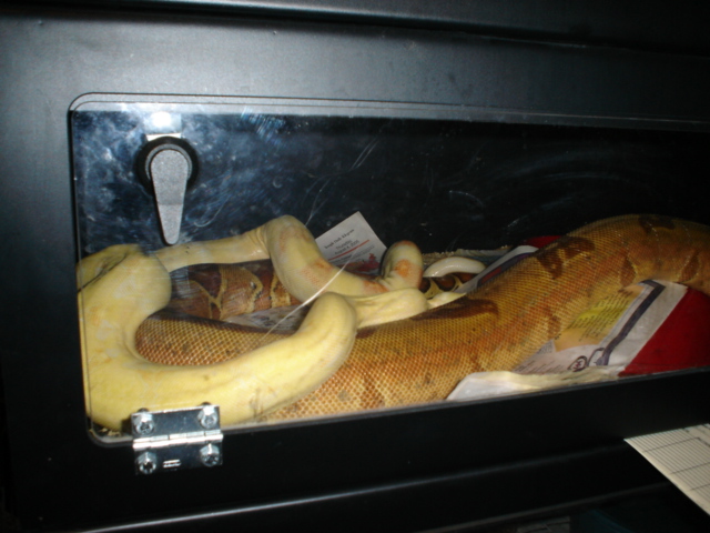 Albino to DH sunglow