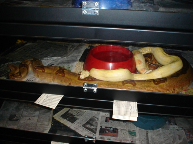 DH sunglow to Albino