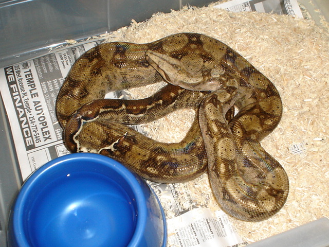 03' Sonoran Female