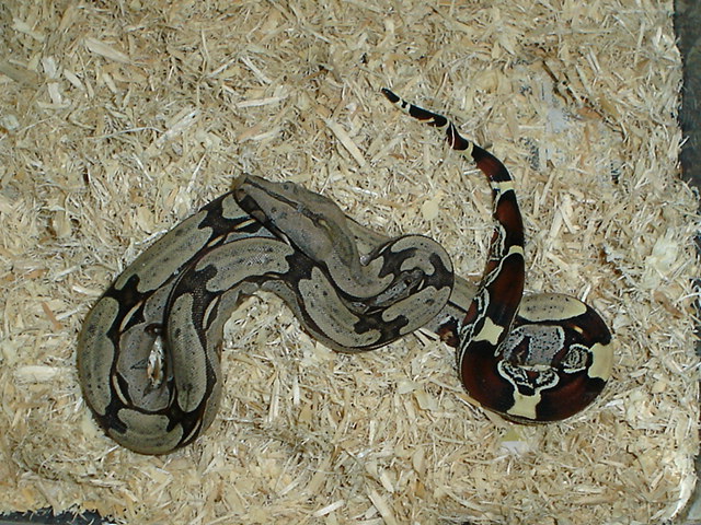 05' suri female
