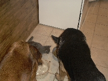 Apollo, Bear, and Pitty