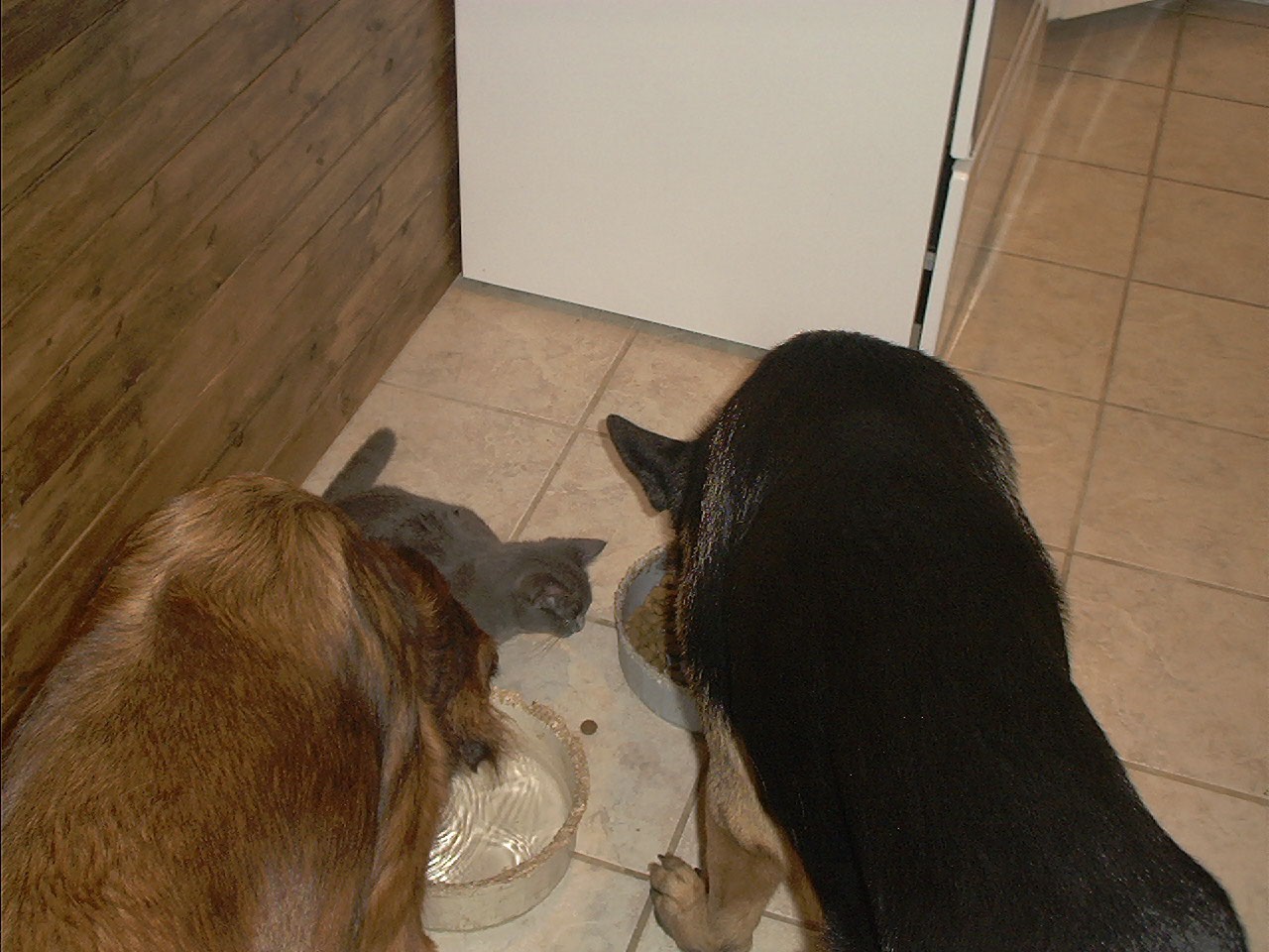 Apollo, Bear, and Pitty