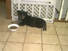 Prince Apollo @ 8 weeks