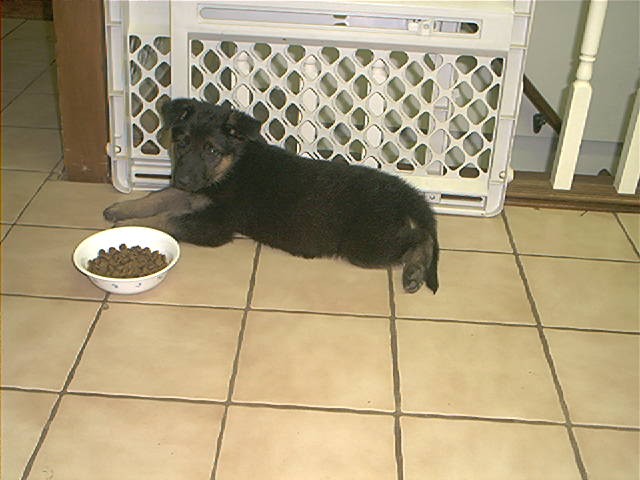 Prince Apollo @ 8 weeks