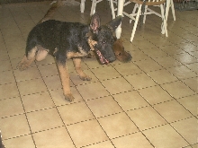 Prince Apollo X @ 4 months