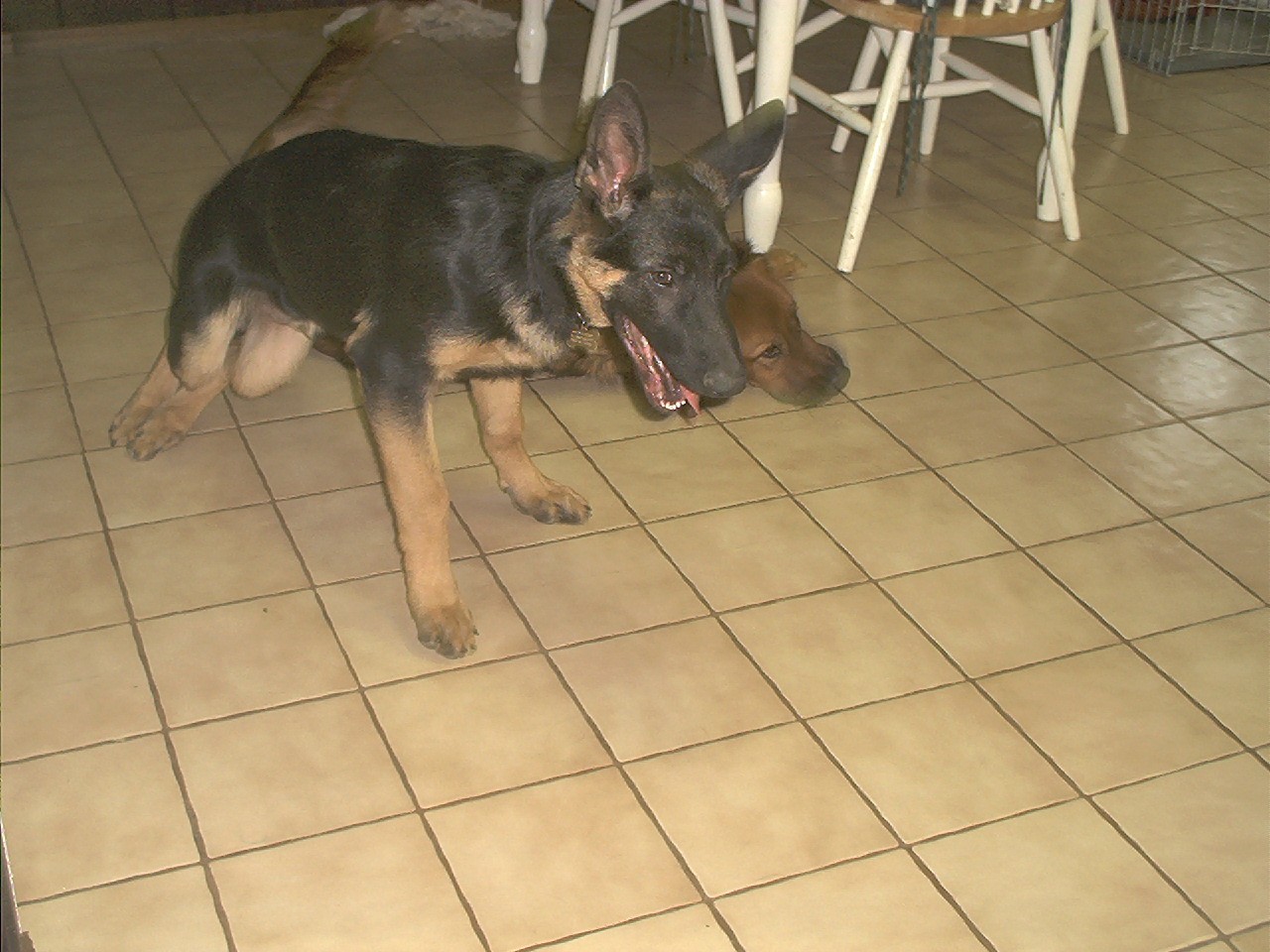 Prince Apollo X @ 4 months