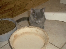Pitty Kitty