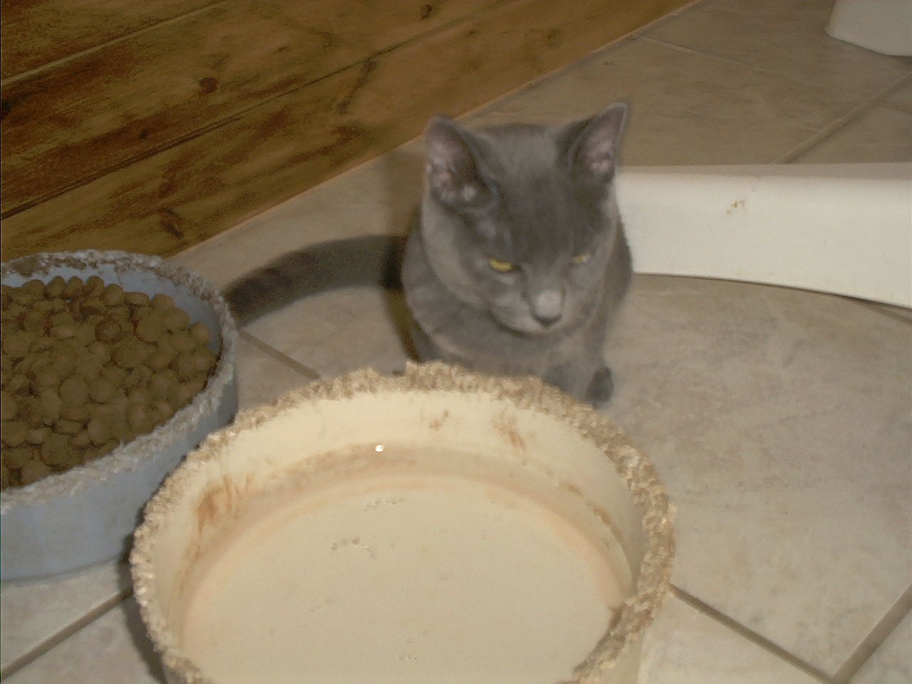 Pitty Kitty