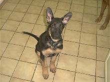 Prince Apollo @ 3 months