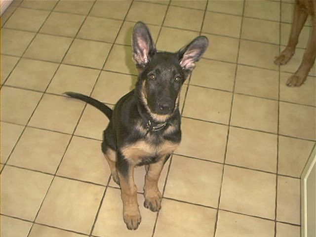 Prince Apollo @ 3 months