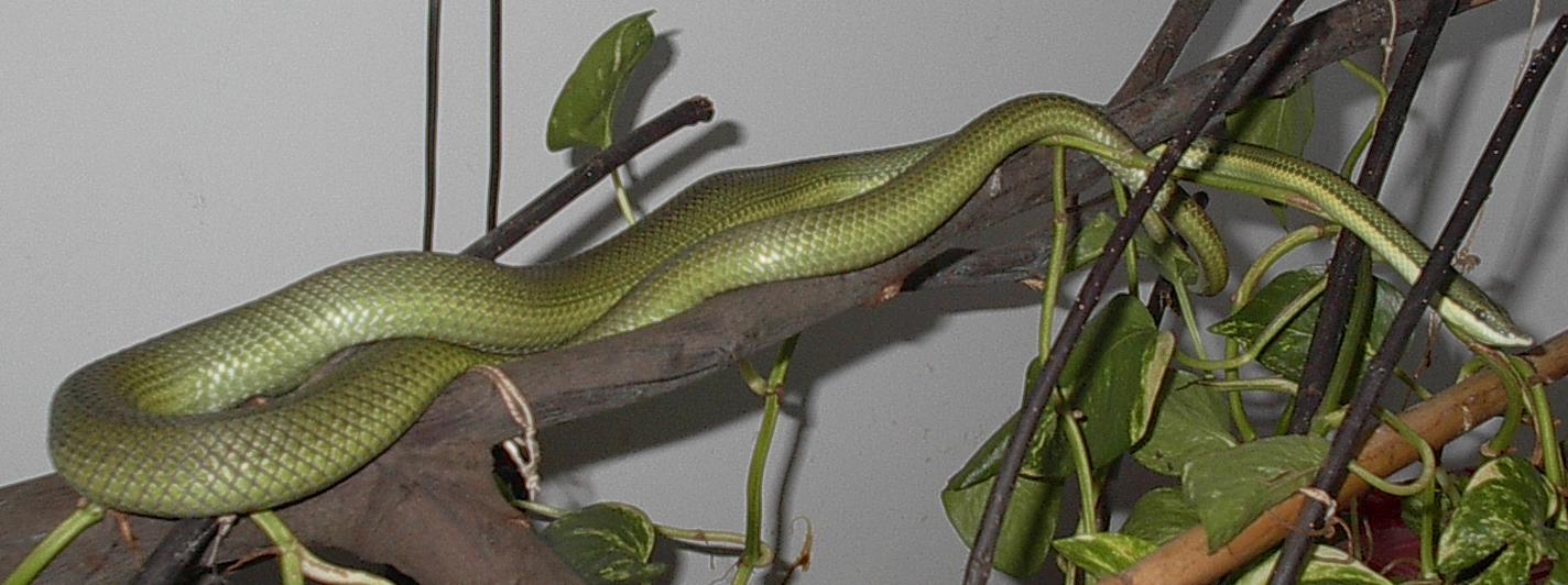 Philodryas boaroni female