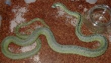Philodryas Baroni Male