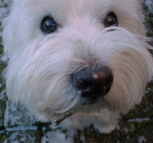 teddy