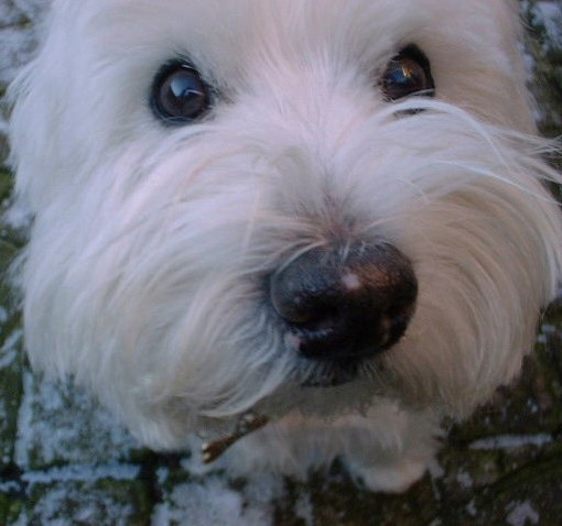 teddy