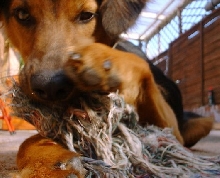Simba and his rope