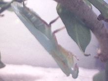my bug