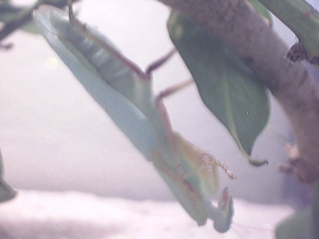 my bug