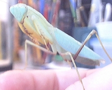 mantis
