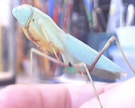 mantis