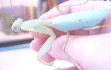 mantis