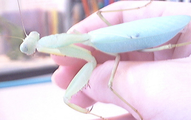 mantis