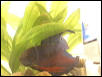 my new betta