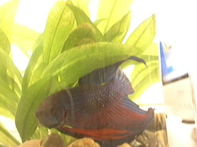 my new betta