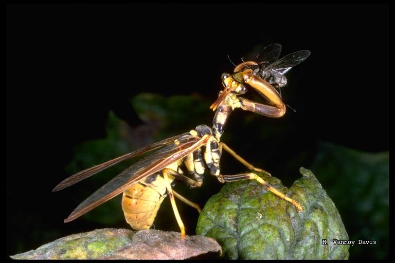 What species?