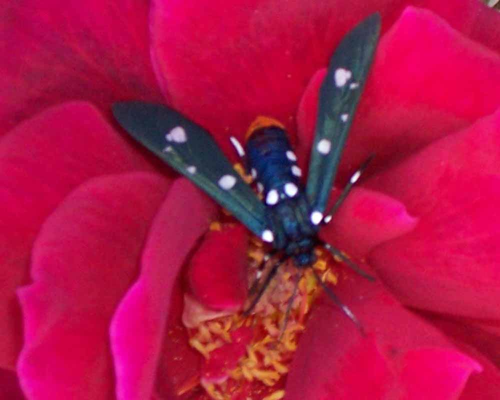 Oleander Moth