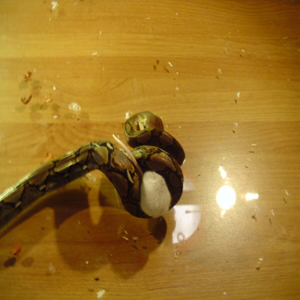 python eating