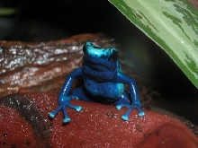 Male Azureus