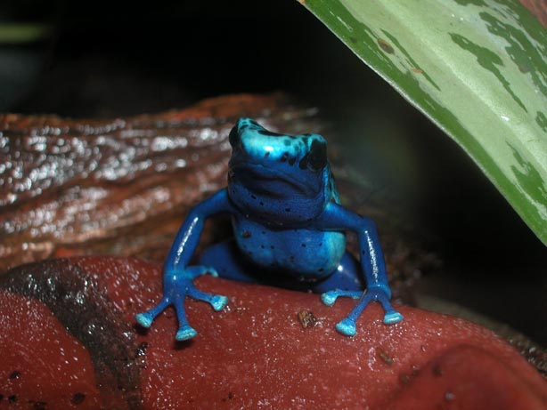 Male Azureus