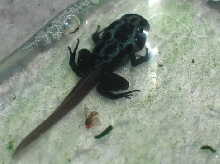 Azureus Tad