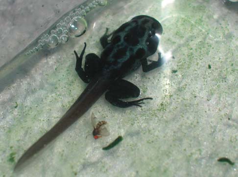 Azureus Tad