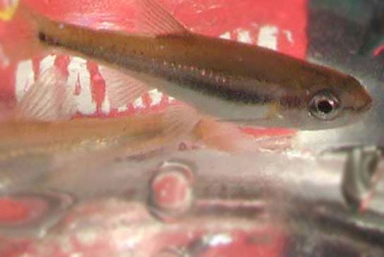 Bigeye Shiners