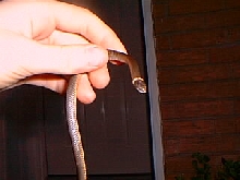 Ring-Necked Snake