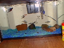 My tank