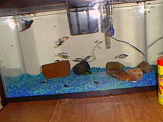 My tank